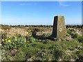 Daffodils, Forest and Triangulation Pillar at Trychrug in SA48 8RX