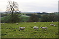 Sheep above Haddon Hall in Nether Haddon