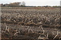 Harvested potato field, Daisy Lane, Hoscar in L40 4BG