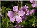 Cranesbill at Savath in PL26 8SA