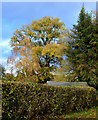 Garden in autumn, Bradfield, Berkshire in RG7 6AR