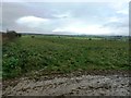Crop Field viewed from Carr Head Lane in S63 8DE
