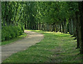 Tree lined path next to the Grand Union Canal in MK15 9BP