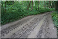 Rutted track in Witcombe Wood in GL3 4SJ