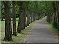 Tree lined path next to the Grand Union Canal in MK10 9UF