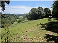 Grazing above Carswell Bottom in EX13 5TF