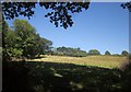 Field by Ashcombe Wood in DT6 6BZ