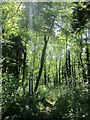 Bridleway entering Pitt Coppice in DT6 6BZ