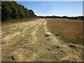 Partly-mown field near Penn Cross in DT7 3UE