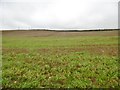 Hampton, stubble field in DT2 9DY