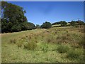 Sheep pasture near Sleech Wood in DT7 3TX