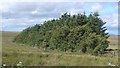 Windbreak, Burn of Levad in Wick and East Caithness Ward