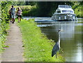 Heron on the towpath of the Grand Union Canal in MK2 3AB