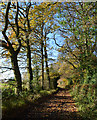 Autumn colours, Checkendon, Oxfordshire in RG8 0NS