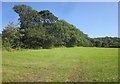 Field and wood south of Berne Farm in DT6 6RD