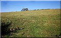Cattle on Green Pit Knapp in DT6 6DH