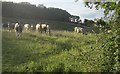 Cattle below Wootton Hill in DT6 6NP