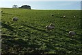 Sheep by the coast path in EX7 0NJ