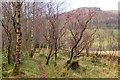Birch woods, Janet's Brae in EH45 8LY
