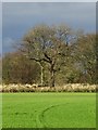 Field and trees near Steetley Plantation in S43 4HJ