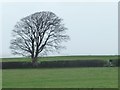 Tree on a field boundary, west of Cae Gwyn in LL55 1EA