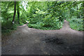 Dividing path in Buckholt Wood in GL6 6TY
