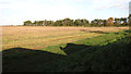 Fields and strip wood north of Rockland St Mary in Rockland Ward