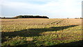 Strip wood separating fields, Rockland St Mary in Rockland Ward