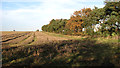 Fields north of Rockland St Mary in Rockland Ward