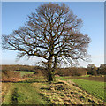 An oak and a bench at a bend in the bridleway in CB23 2TQ