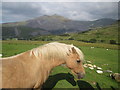 Horse in a field near to Ceunant Bach in LL55 4TF