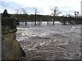 Watching the waters from Masham Bridge in HG4 4ER