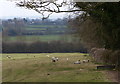 Sheep and farmland south of Catthorpe in LE17 6DE