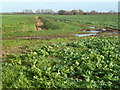 Fenland ditch and farmland track in CB24 5LT