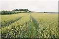 Cornfield on Bloxworth Down in DT11 9BT