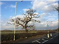 Newcastle-under-Lyme: lone tree on Whitmore Road in ST5 3HT