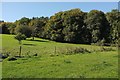 Wood on Castle Hill Estate in EX32 0FH