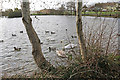 Swans and ducks at Pwll y Waun in CF36 5HX