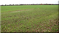 Winter cereal crop field by Turner's Farm in NR12 8SE