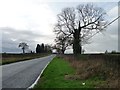 Storm-damaged tree alongside Harlaston's Main Road in B79 9JU