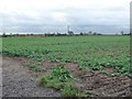 Arable field crossed by power lines in B79 9JU