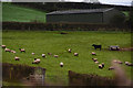 Mid Devon : Grassy Field & Sheep in EX17 4ED