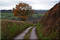 Mid Devon : Country Lane in EX17 4NJ