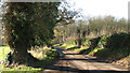 Ivy-clad trees beside Big Back Lane in Chedgrave