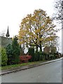 Churchyard trees in autumn colours, Haunton in B79 9HL