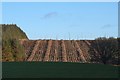 Felled plantation strip, Harehope in EH45 8PP