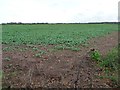 Arable field, east of Syerscote Lane in B79 9HL