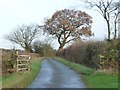 Gate and trees on Syerscote Lane in B79 9EX