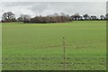Farmland with trees, north of The Dale in B79 9EX