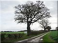 Trees along the track to Syerscote Manor in B79 9ET